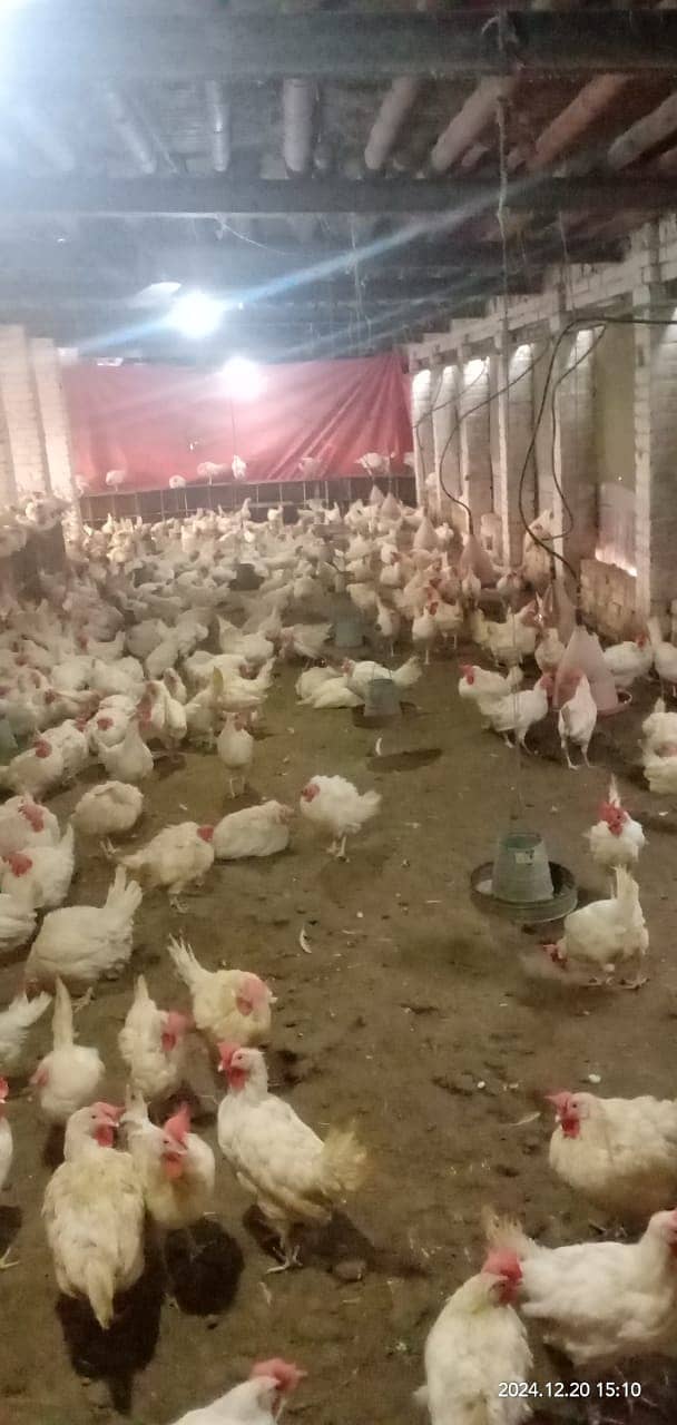 Poultry  Layer Hen. 10 murgiyon ka sath aik free. 1