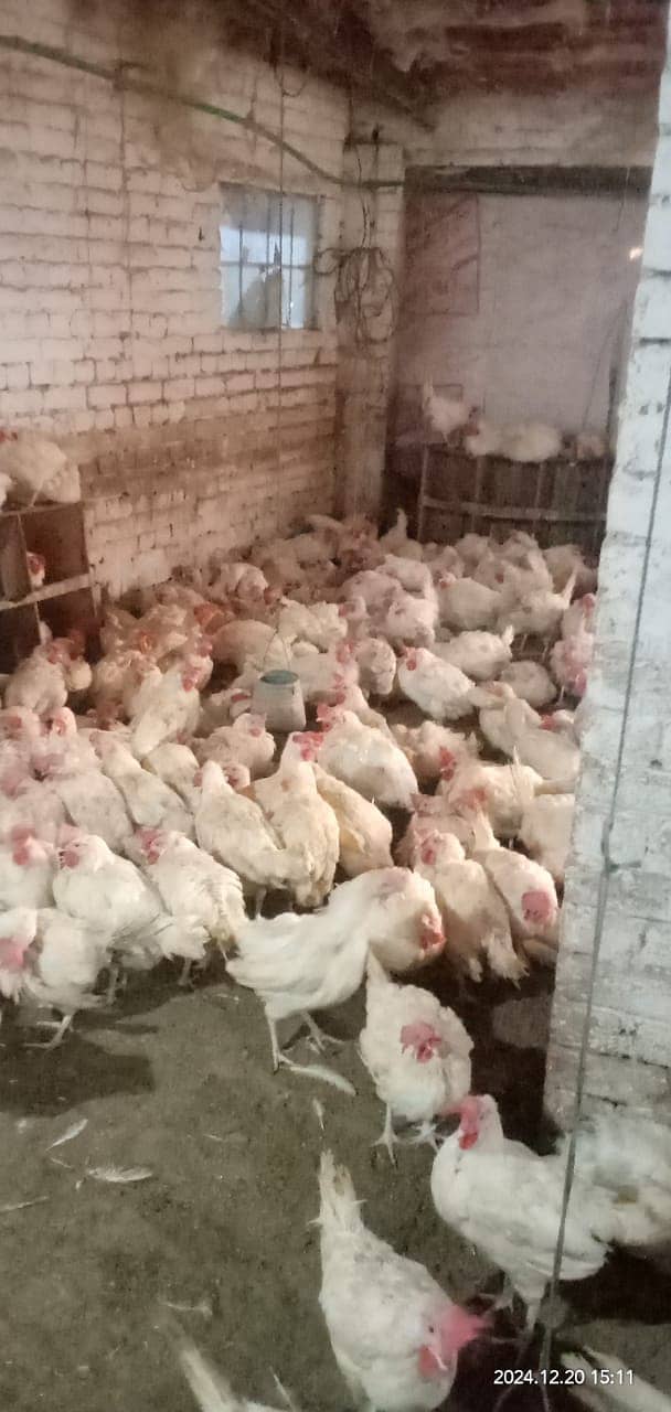 Poultry  Layer Hen. 10 murgiyon ka sath aik free. 2