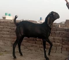 bital bakra black