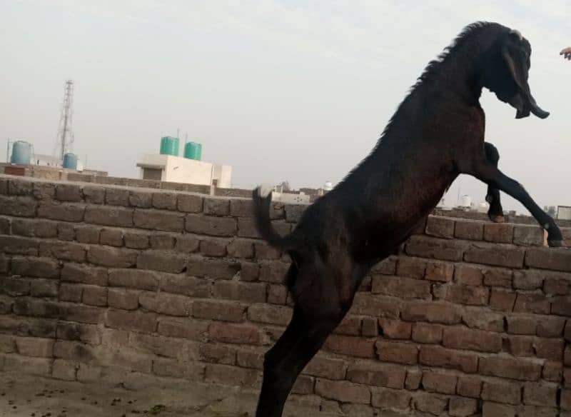 bital bakra black 1