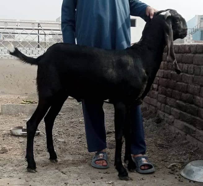 bital bakra black 2