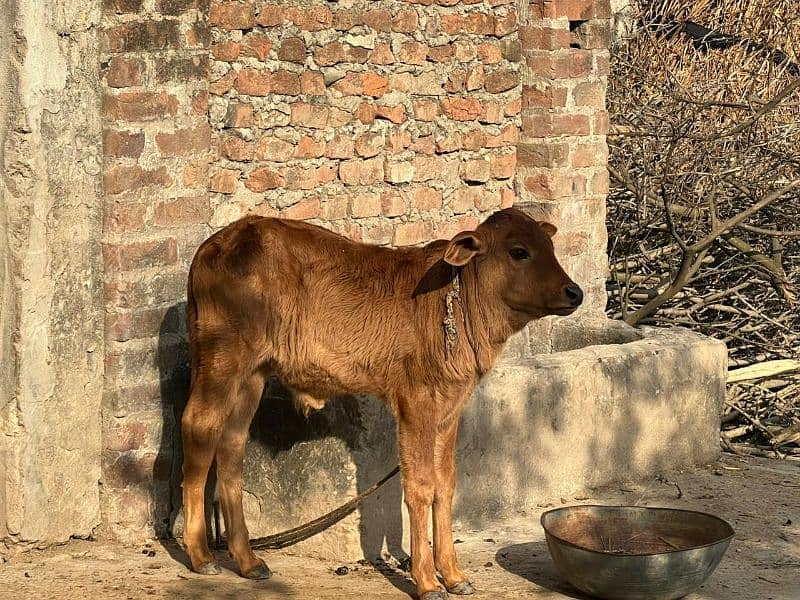 first time milk cow and baby 2