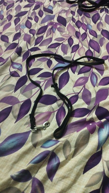 dog collar, dog  muzzle and harness . 1