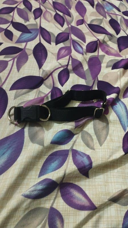 dog collar, dog  muzzle and harness . 2