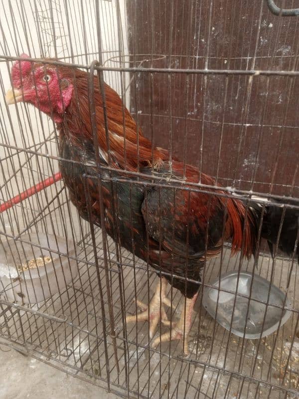 Aseel mianwali pair for sale 2