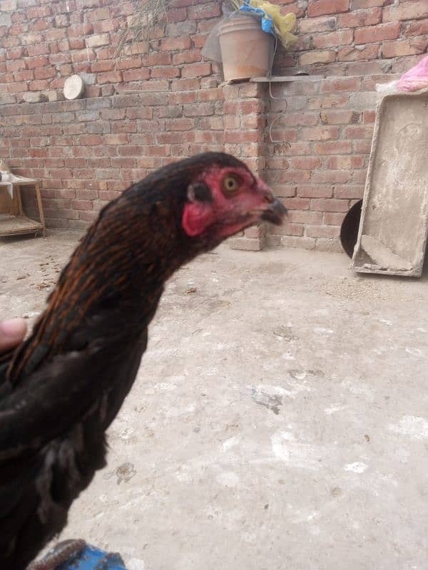 Aseel mianwali pair for sale 4