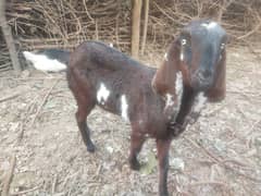 desi goat /barbari /Bakri /teddy ghaban / بکری /nagra goat