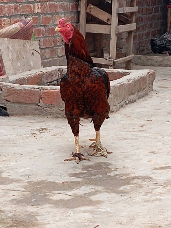 Aseel male for sale breader ky liy bathreen hn 2