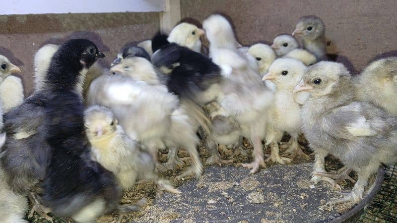 white silkie, buff silkie, black polish, silver polish, bantam 2