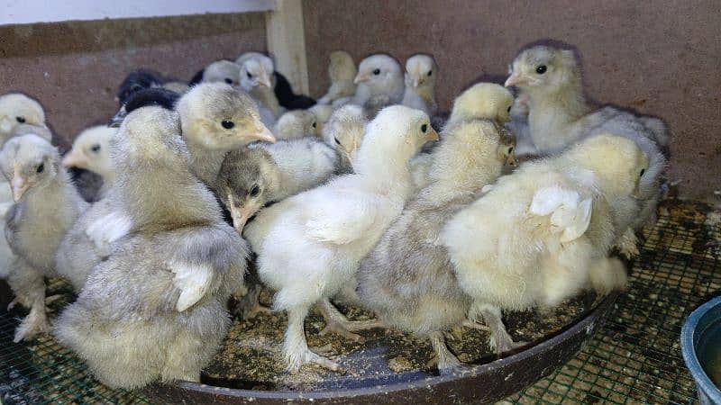 white silkie, buff silkie, black polish, silver polish, bantam 3