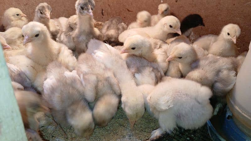 white silkie, buff silkie, black polish, silver polish, bantam 4