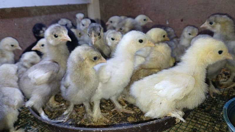 white silkie, buff silkie, black polish, silver polish, bantam 5