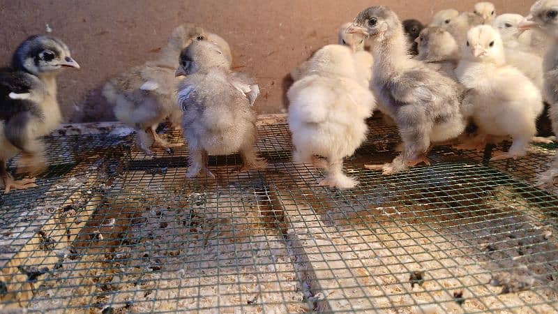 white silkie, buff silkie, black polish, silver polish, bantam 7