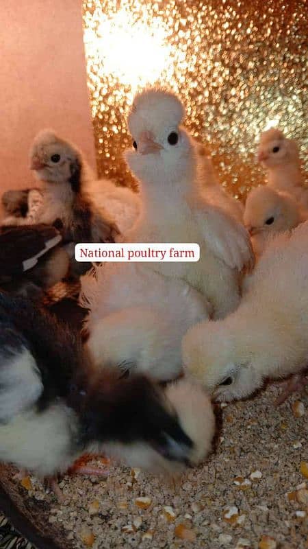 white silkie, buff silkie, black polish, silver polish, bantam 8