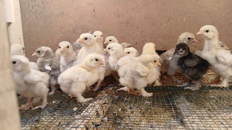 white silkie, buff silkie, black polish, silver polish, bantam 9