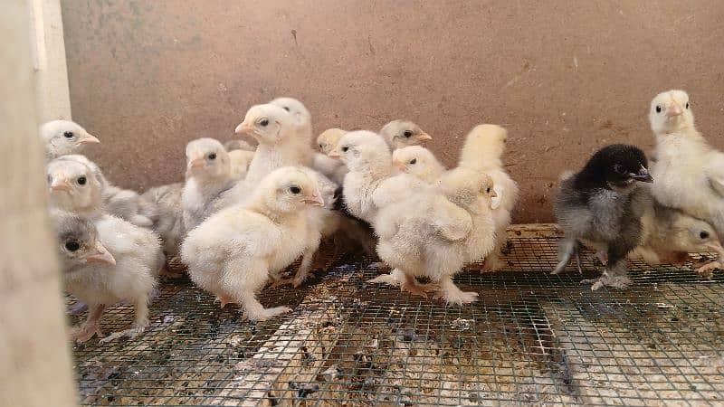 white silkie, buff silkie, black polish, silver polish, bantam 10