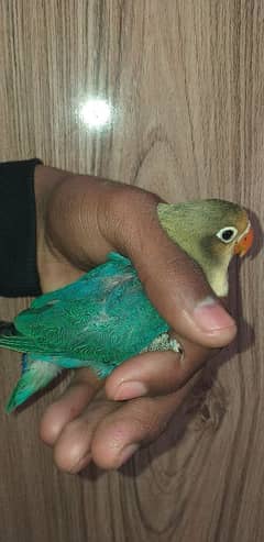 Lovebird for sale