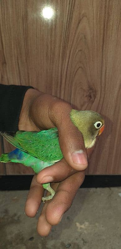 Lovebird for sale 1