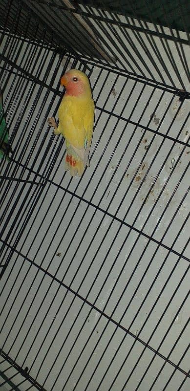 Lovebird for sale 2