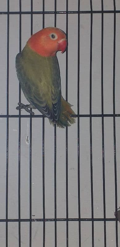 Lovebird for sale 3