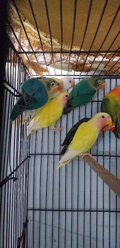 Lovebird for sale 4