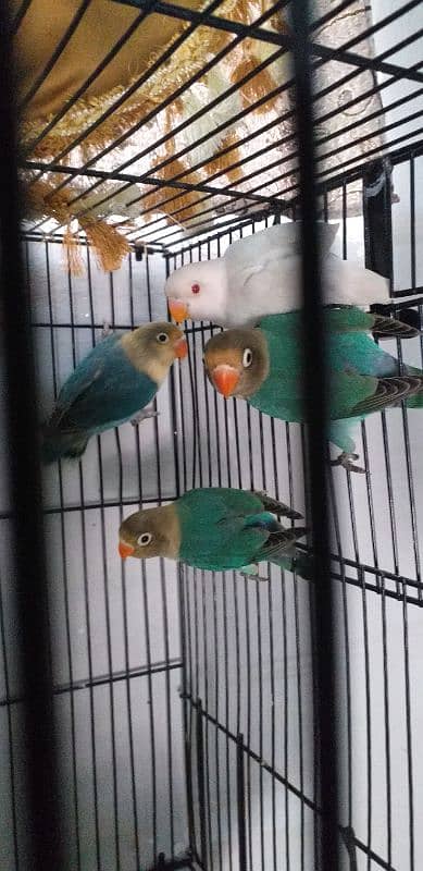 Lovebird for sale 5