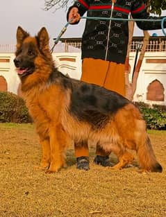 German shepherd dog Urgent For sale WhatsApp on 0311,7478,299