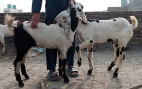 bakra