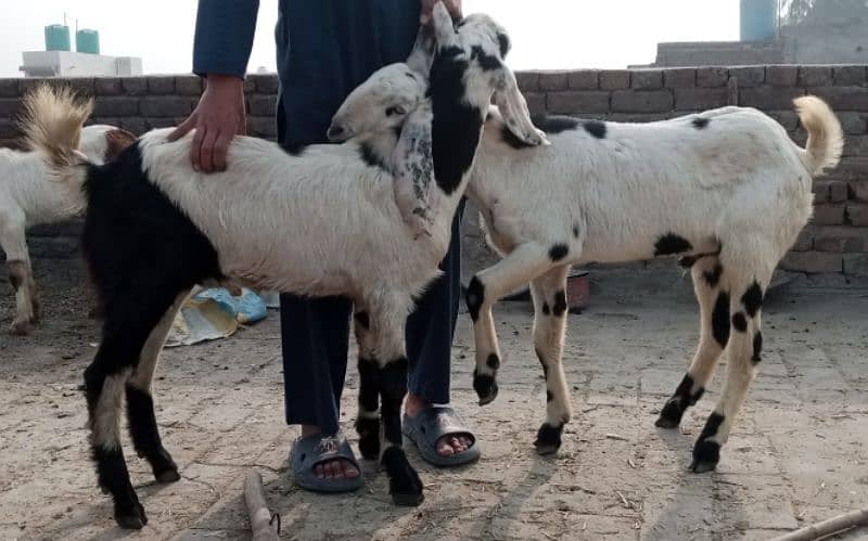 bakra jori for sale 0