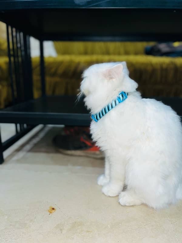 white persian cat / triple coated / male / punch face 0