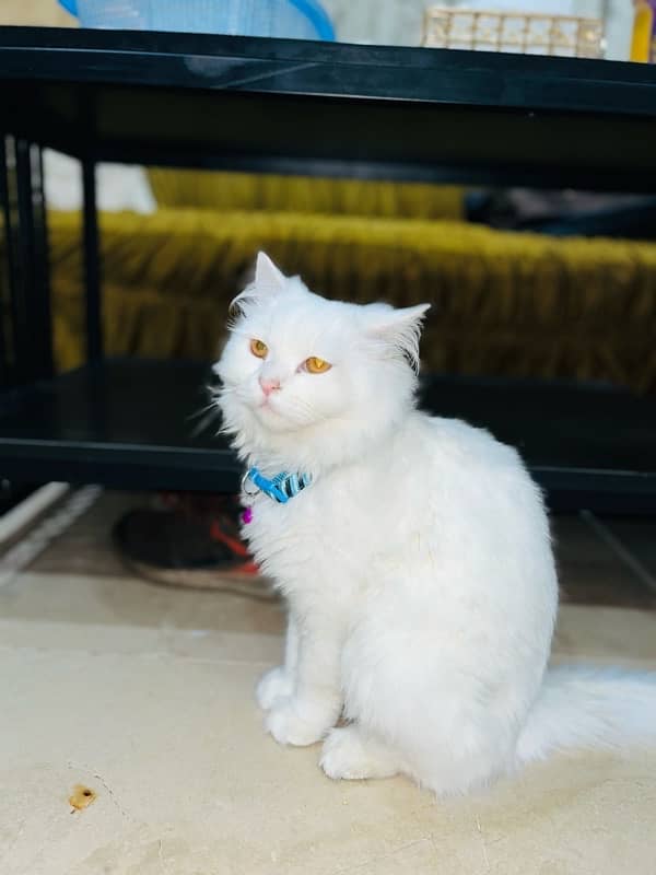 white persian cat / triple coated / male / punch face 2