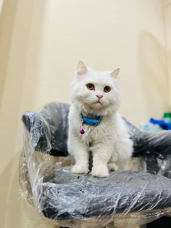 white persian cat / triple coated / male / punch face 3