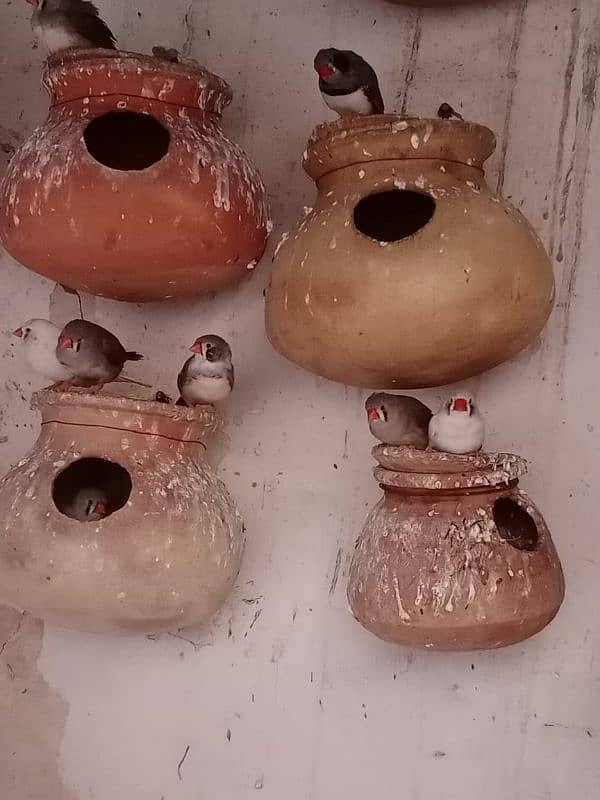 finches on sale 0