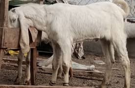 bakra jori for sale