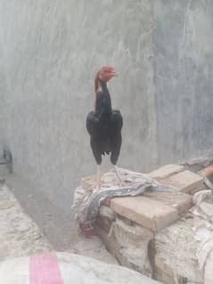 Top Quality Patha (male) For Sale