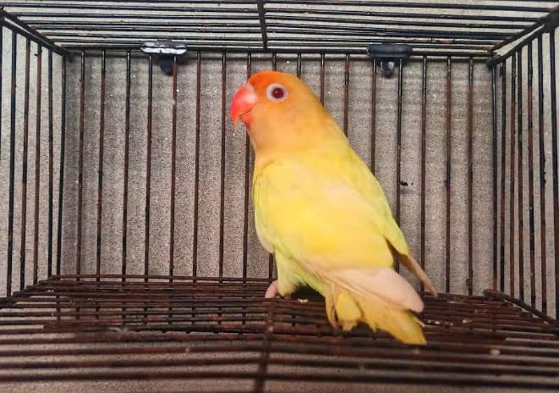 birds Cage and matkiyan for sale 0