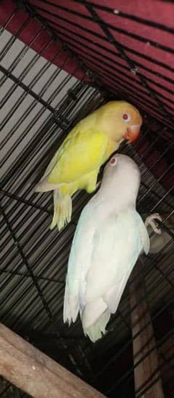 birds Cage and matkiyan for sale 1