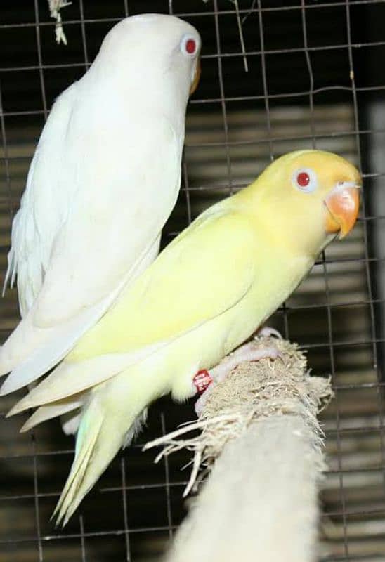 birds Cage and matkiyan for sale 2