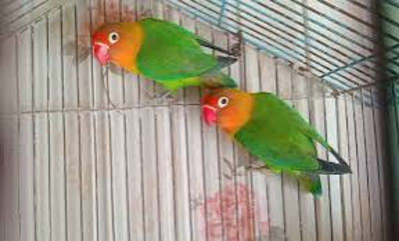 birds Cage and matkiyan for sale 3