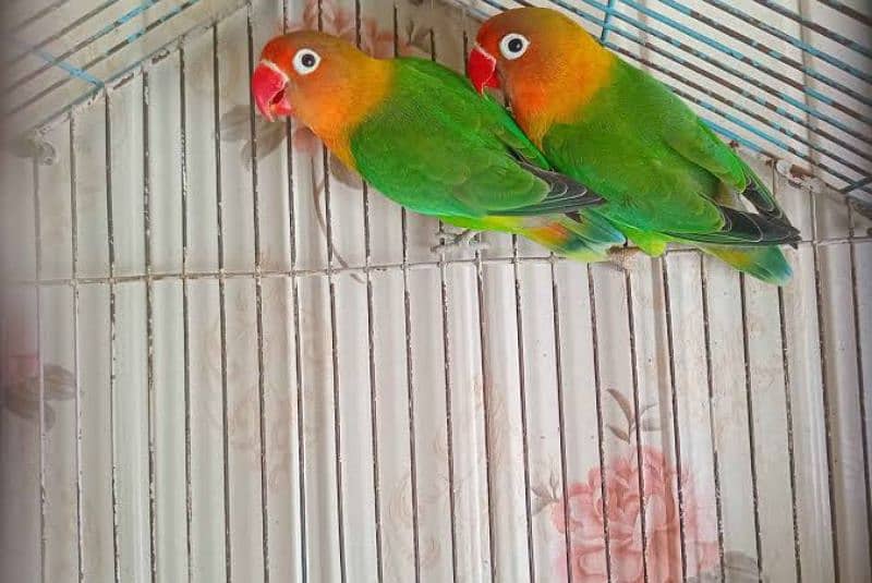 birds Cage and matkiyan for sale 5