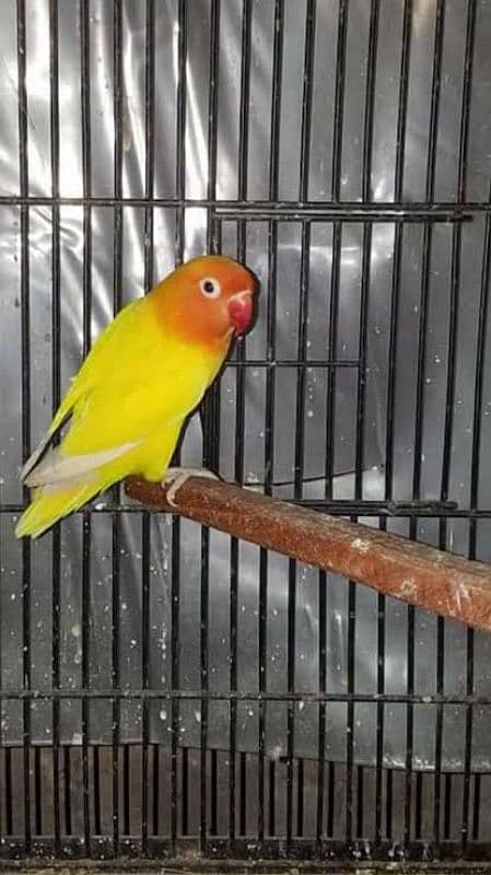 birds Cage and matkiyan for sale 7