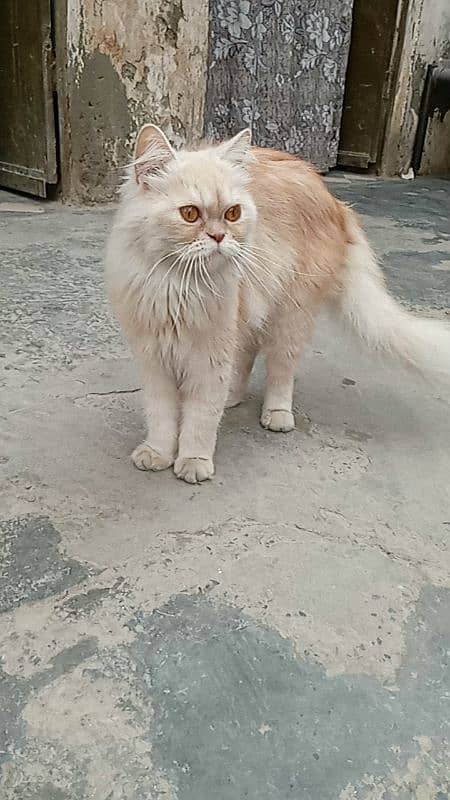 Persian cat 0