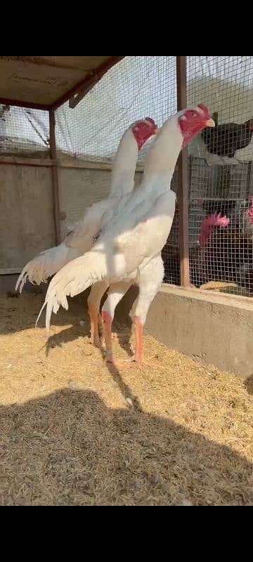 white shamo breedar male foresale 0