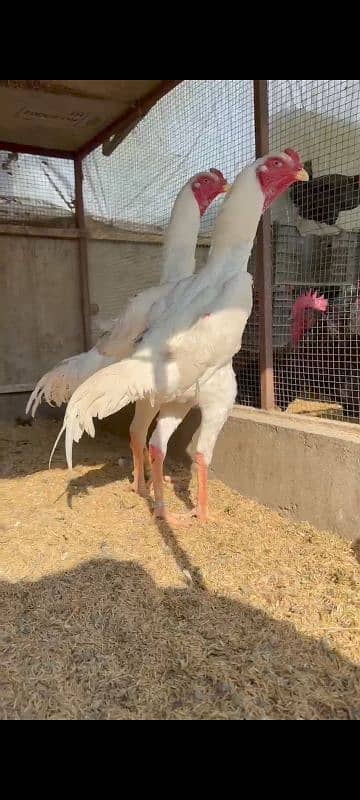 white shamo breedar male foresale 3