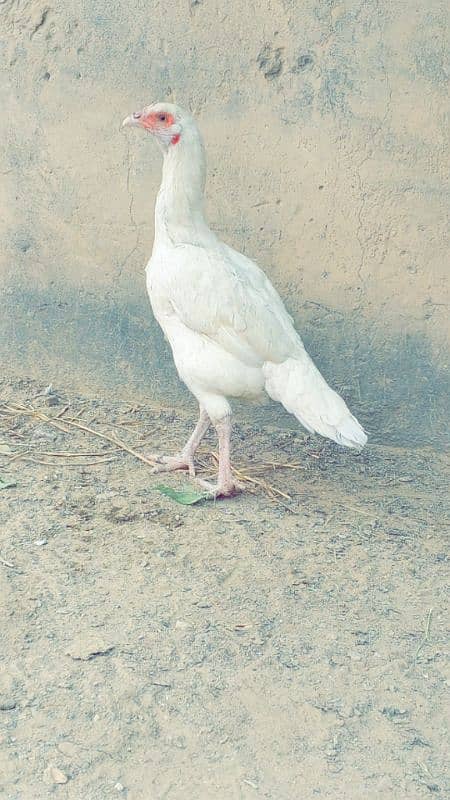 aseel hen for sale 1