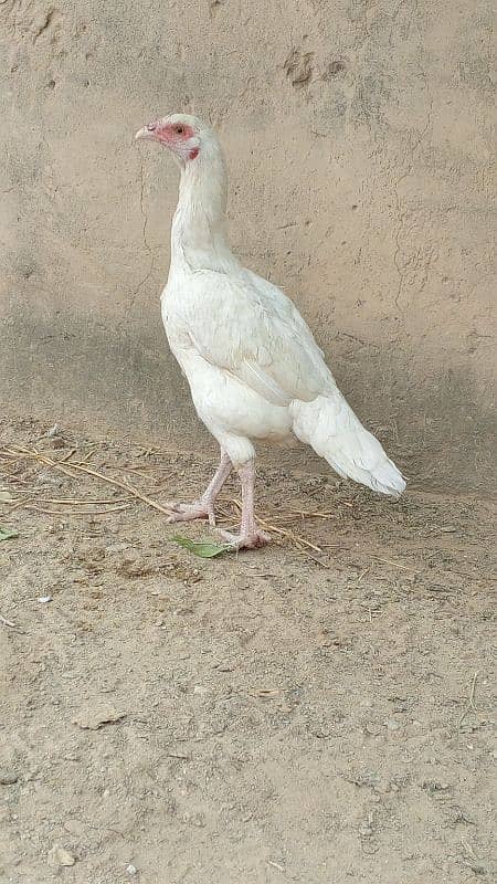 aseel hen for sale 3