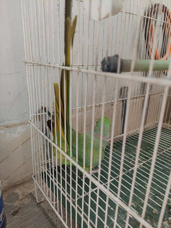 Ringneck Pair | Green Parrot 2