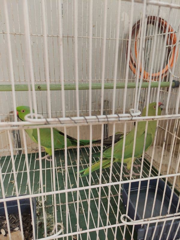 Ringneck Pair | Green Parrot 4