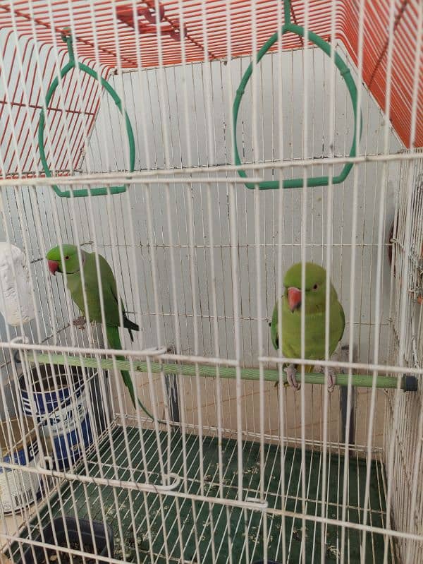 Ringneck Pair | Green Parrot 6