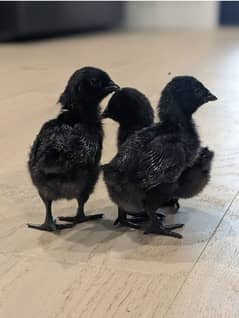 ayam cemani